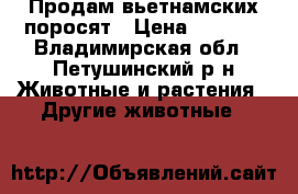 Продам вьетнамских поросят › Цена ­ 2 500 - Владимирская обл., Петушинский р-н Животные и растения » Другие животные   